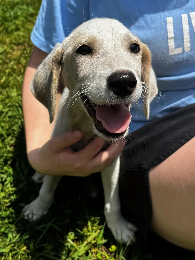 Huxley thumbnail 3