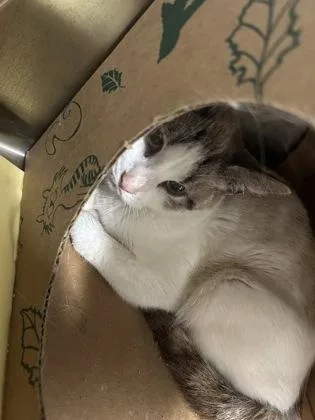 An adult small-sized female Domestic Short Hair cat named Athena for adoption in West Chester, PA