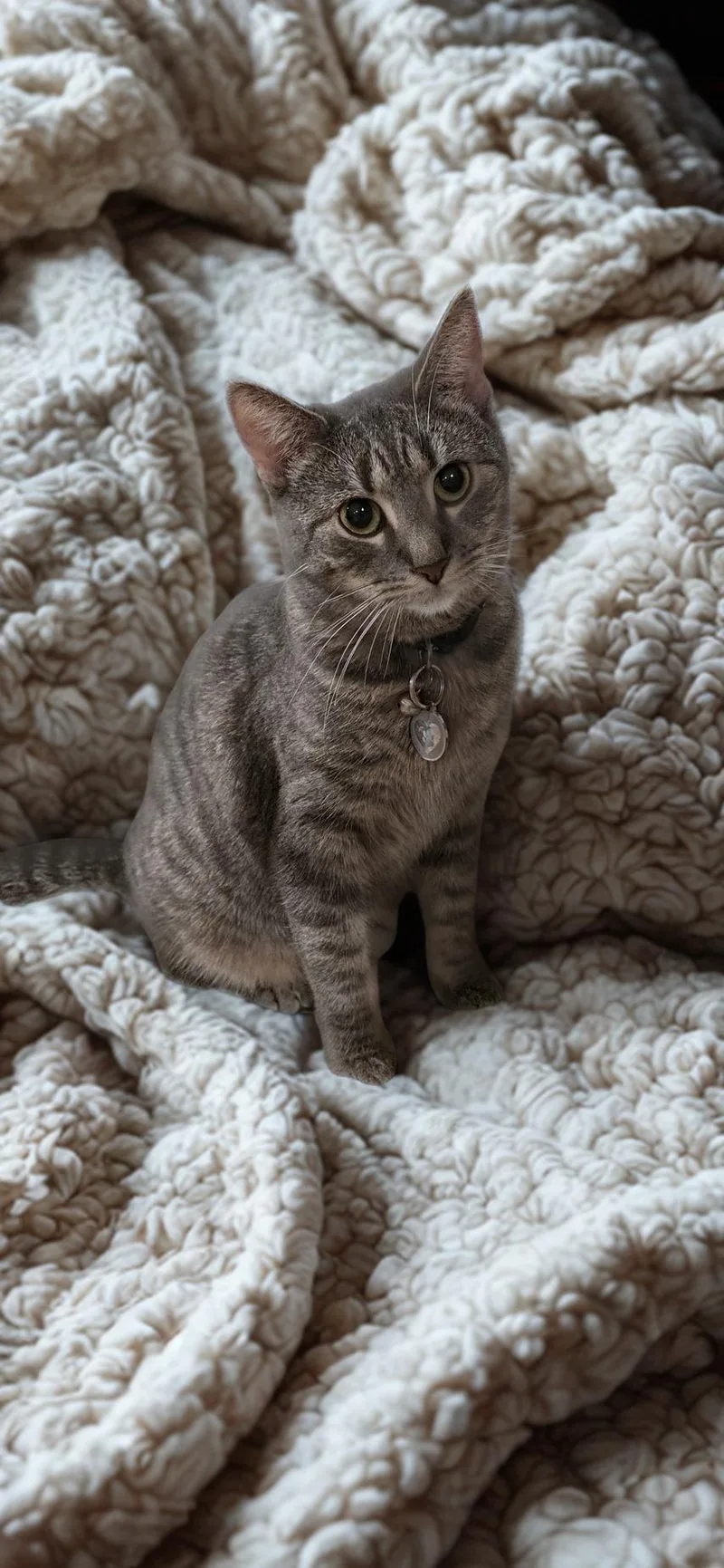 A young medium-sized female Gray / Blue / Silver Domestic Short Hair cat named Belle for adoption in North Bergen, NJ