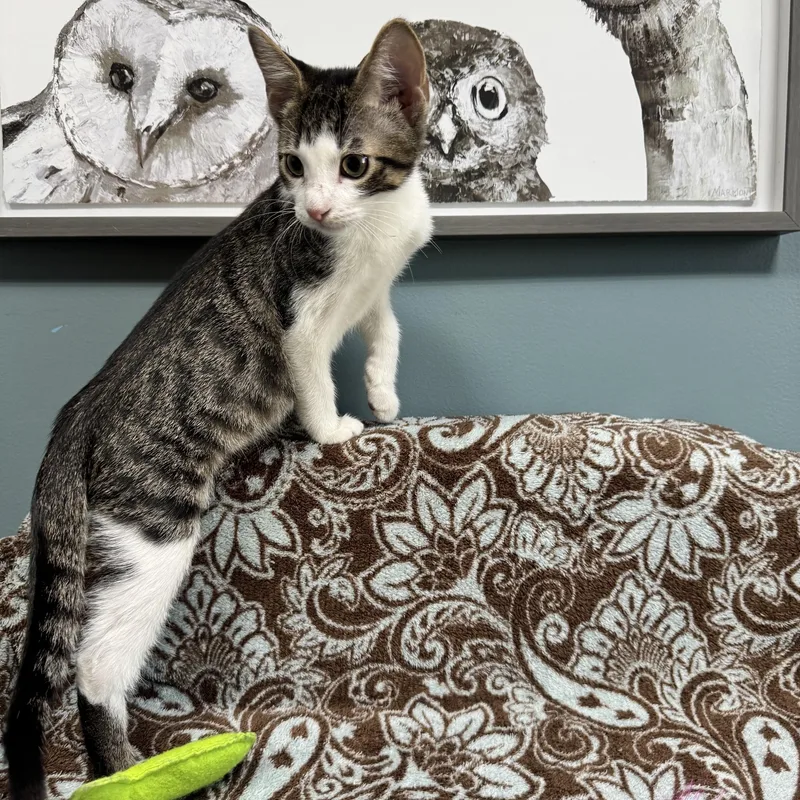 A young medium-sized female Tabby (Brown / Chocolate) Domestic Short Hair cat named Raven for adoption in Sunset Hills, MO