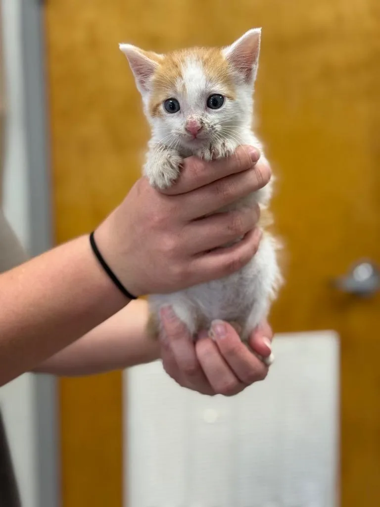 A baby medium-sized male American Bobtail cat named C for adoption in Sorrento, LA