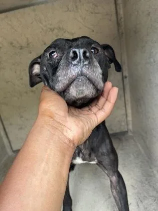 An adult medium-sized male Pit Bull Terrier dog named Kevin Hart for adoption in Gainesville, FL