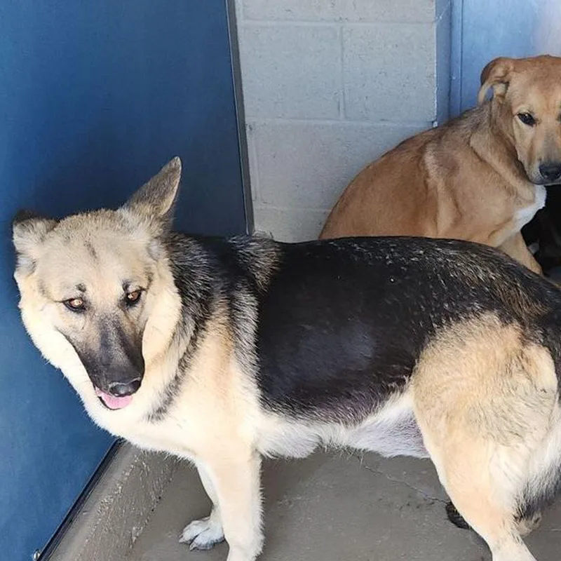 An adult medium-sized female Black German Shepherd Dog dog named Lorreta for adoption in Kingman, AZ