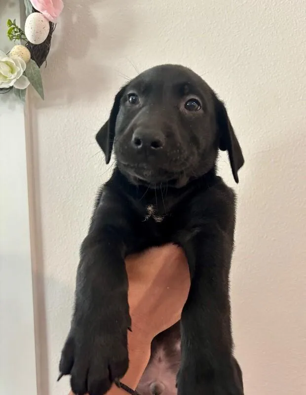 A baby large-sized male Black Labrador Retriever dog named Gaston for adoption in Van Nuys, CA