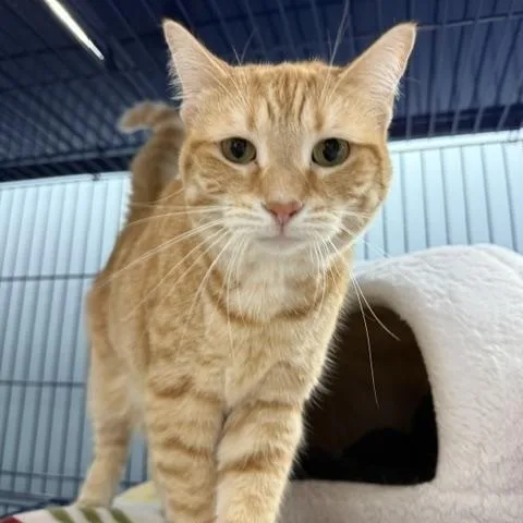 An adult medium-sized female Orange & White Domestic Short Hair cat named ShaSha LaLa for adoption in Grosse Ile, MI
