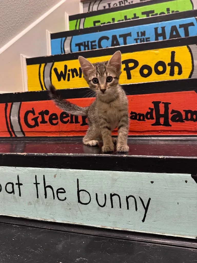 A baby small-sized male Domestic Short Hair cat named Lox for adoption in Lewisville, TX