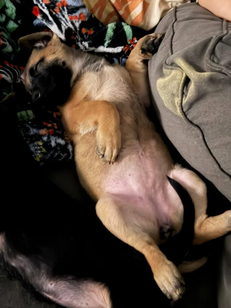 A baby medium-sized female Shepherd dog named Wheat Penny for adoption in Germantown, OH