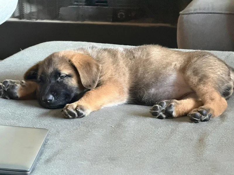 Wheat Penny thumbnail 2