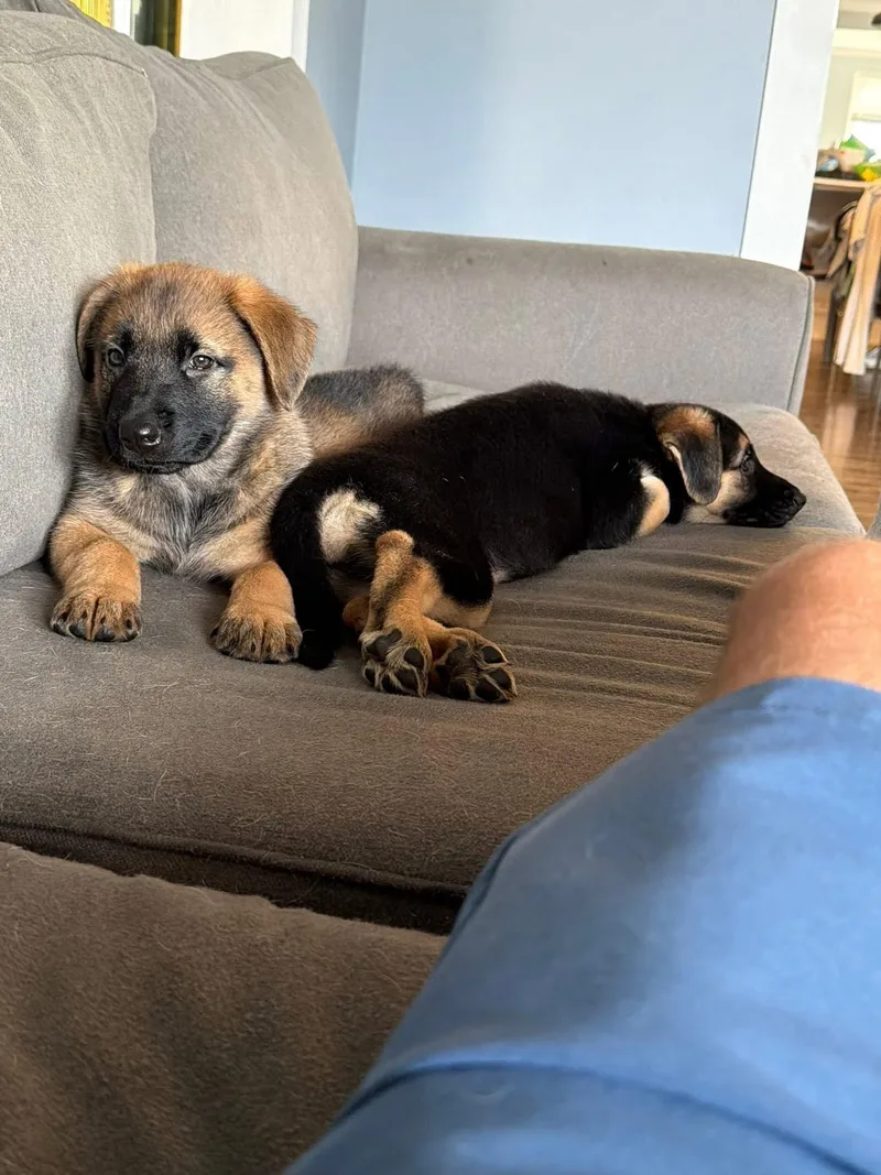 Wheat Penny thumbnail 3