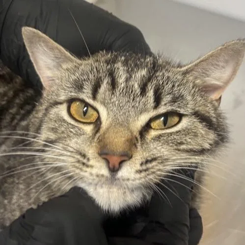 A young medium-sized female Brown / Chocolate Domestic Short Hair cat named Short for adoption in New York, NY