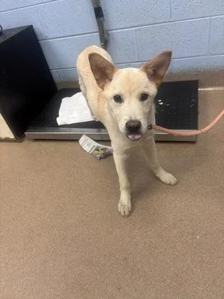 A baby medium-sized male Mixed Breed dog named Mojeek for adoption in Chamblee, GA