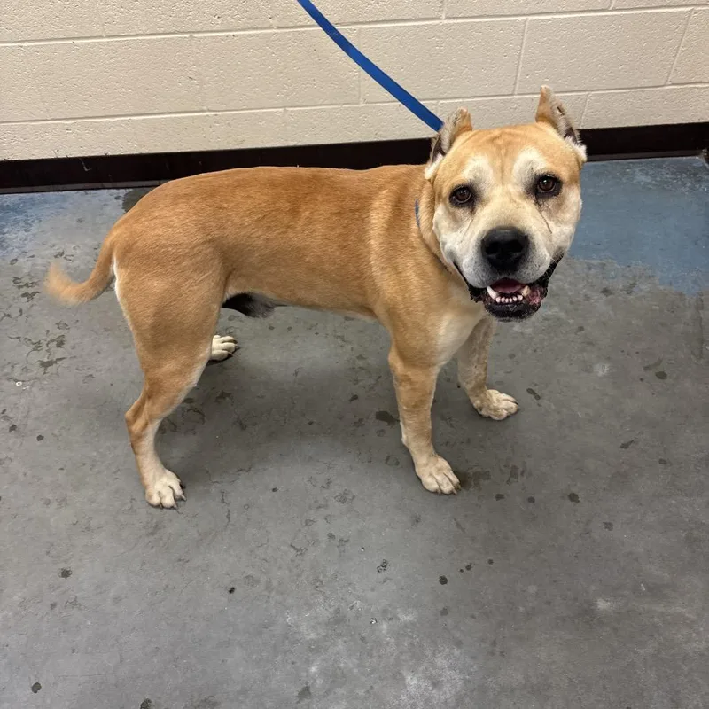 An adult large-sized male Yellow / Tan / Blond / Fawn Mixed Breed dog named Wilson for adoption in Memphis, TN