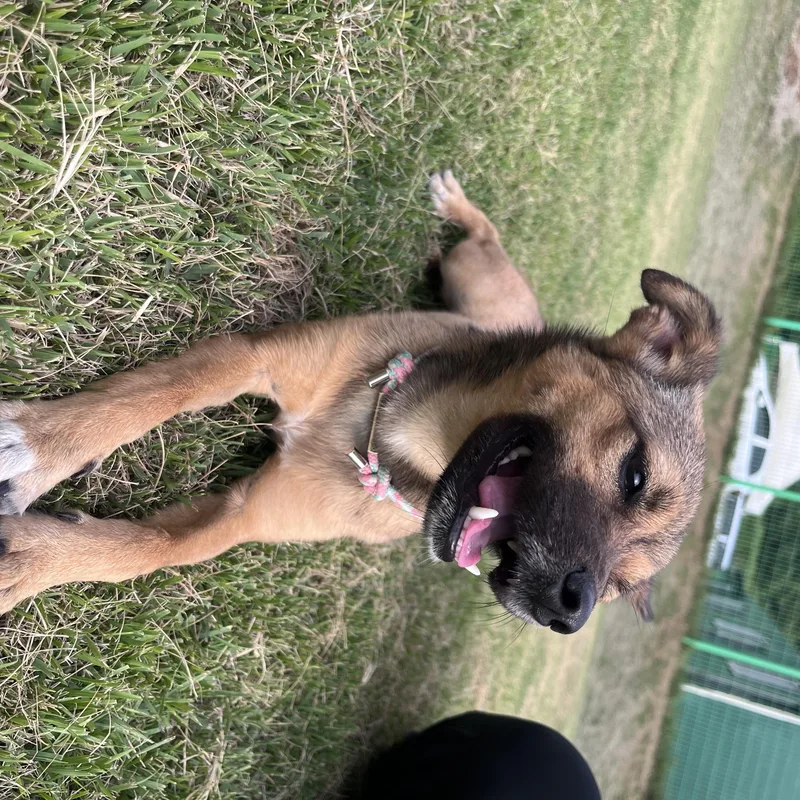 A young small-sized female Jindo dog named Arin" for adoption in Springfield, VA