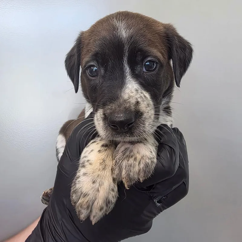 A baby small-sized female Brown / Chocolate Australian Cattle Dog / Blue Heeler dog named Chocolate Chip for adoption in Sand Springs, OK