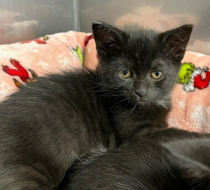 A baby medium-sized female Domestic Short Hair cat named Cassidy for adoption in Medfield, MA