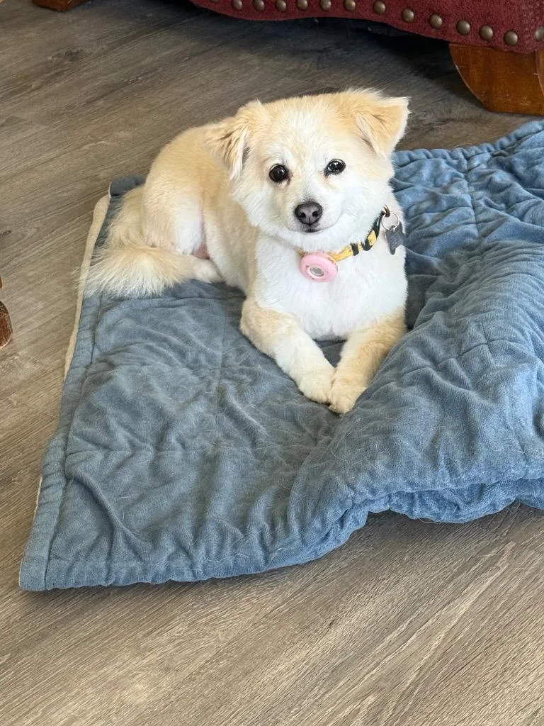 An adult small-sized female Pomeranian dog named Noelle for adoption in Manhattan Beach, CA