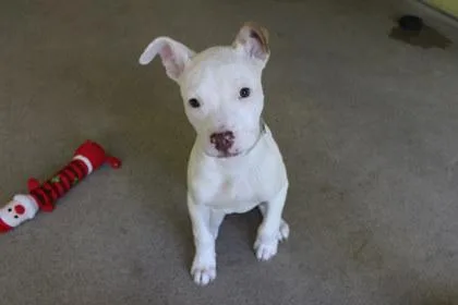 A young large-sized female Pit Bull Terrier dog named Plushie for adoption in Kansas City, MO