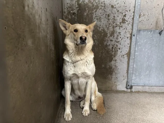 An adult large-sized female German Shepherd Dog dog named Opal for adoption in San Bernardino, CA