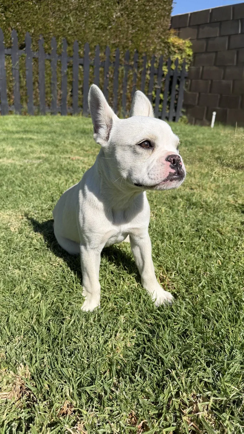 A baby small-sized male French Bulldog dog named Pierre for adoption in Fullerton, CA