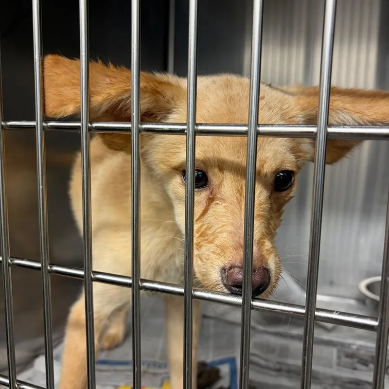 A baby small-sized male Yellow / Tan / Blond / Fawn Mixed Breed dog named Bart for adoption in Lake Jackson, TX