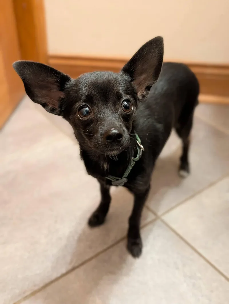 A young small-sized female Chihuahua dog named Challa for adoption in Milwaukee, WI