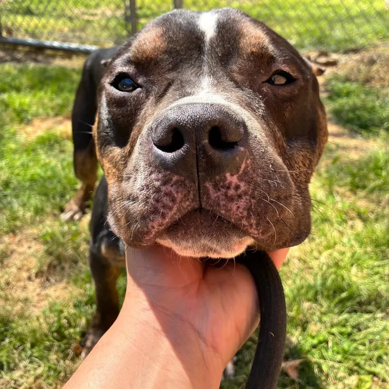A young medium-sized male Black Mixed Breed dog named StrayHuntwoodDrive"Sprocket" for adoption in Columbus, GA