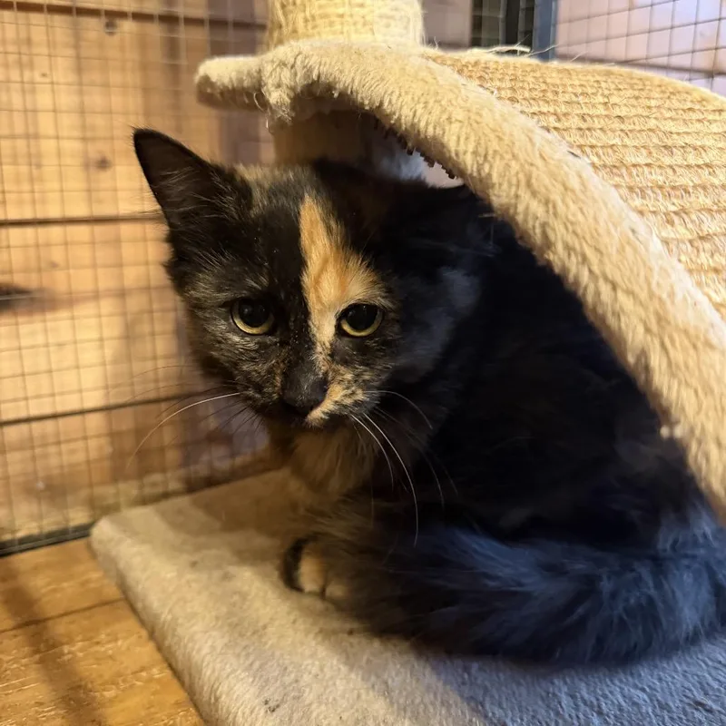A baby small-sized female Calico American Shorthair cat named Toffee for adoption in Bessemer, AL