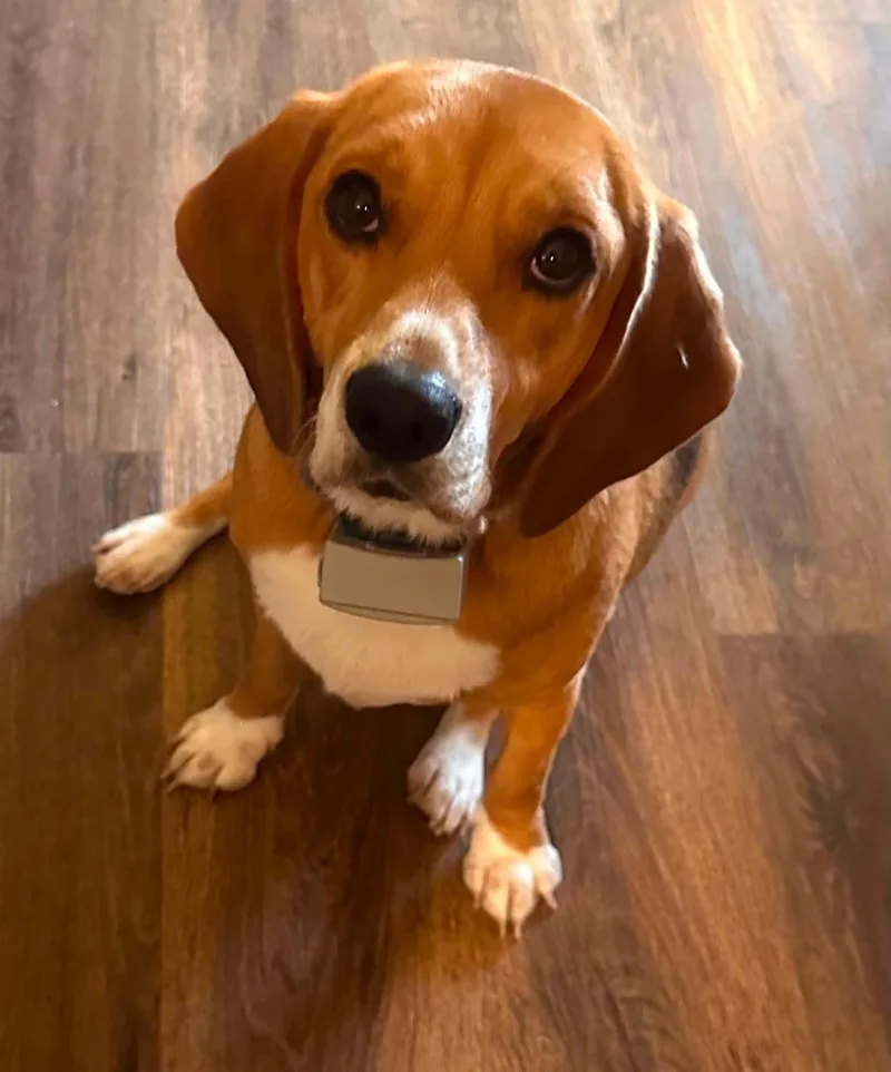 An adult small-sized male Beagle dog named Bingo for adoption in Prairieville, LA