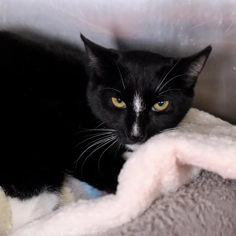 A baby medium-sized female Black Domestic Short Hair cat named Thumper for adoption in Middle Village, NY