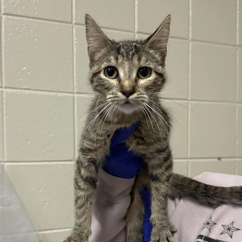 A young small-sized female Domestic Short Hair cat named Honey for adoption in Kearney, NE