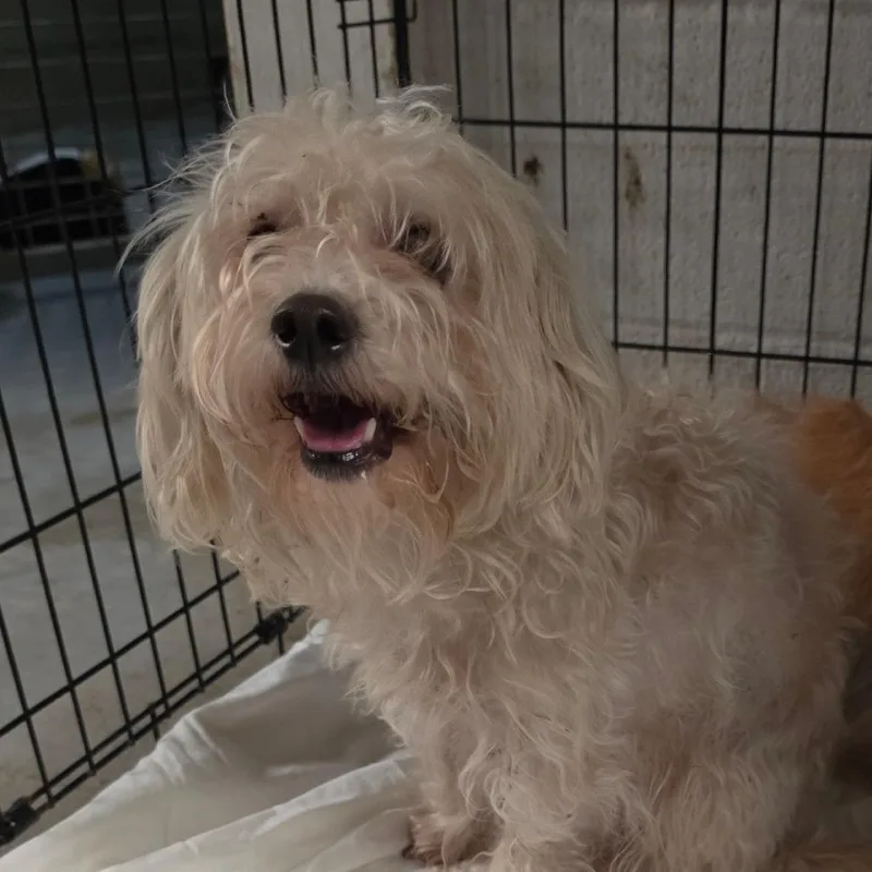 A young small-sized female White / Cream Mixed Breed dog named Pearl for adoption in Leander, TX