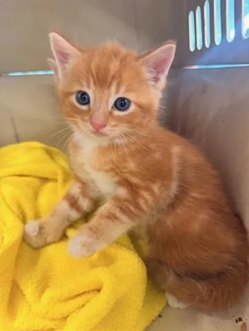Oliver
