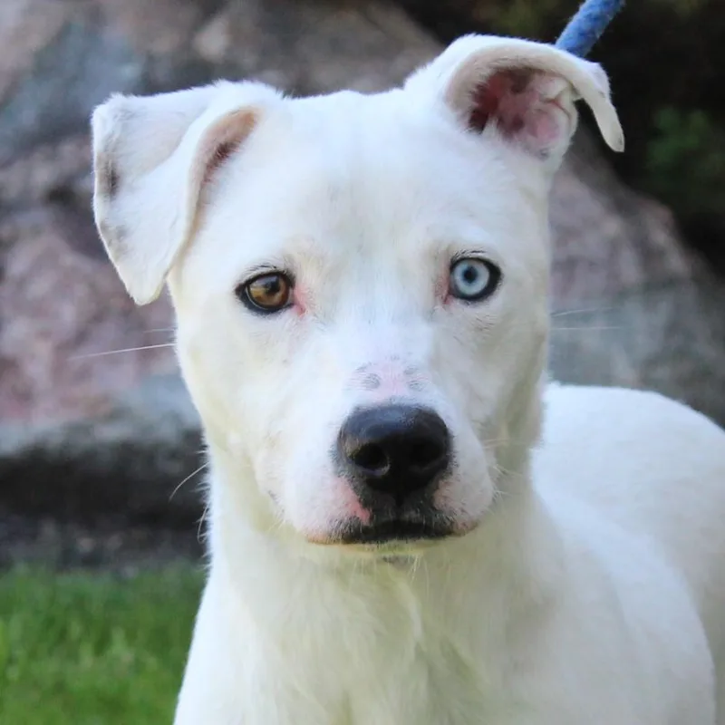 An adult medium-sized male White / Cream Dalmatian dog named Nero for adoption in Eaton, OH