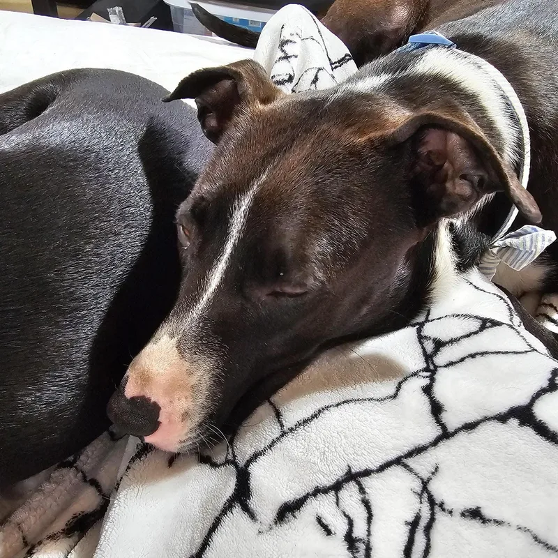 Delilah thumbnail 5