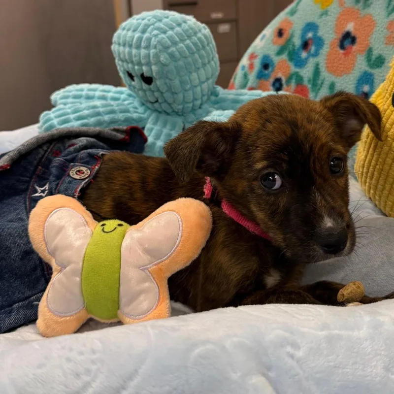 A baby small-sized female Brindle Mixed Breed dog named Tankini Teeny for adoption in Austin, TX