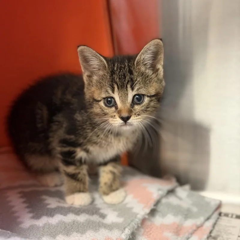 A baby small-sized female Brown / Chocolate Domestic Short Hair cat named Jess for adoption in Houston, TX