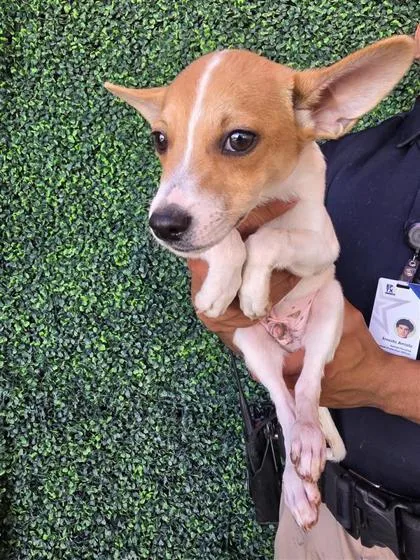 A baby small-sized male White / Cream Jack Russell Terrier dog named 60807796 for adoption in El Paso, TX