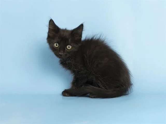A baby small-sized male Domestic Short Hair cat named Speed Racer for adoption in Phoenix, AZ