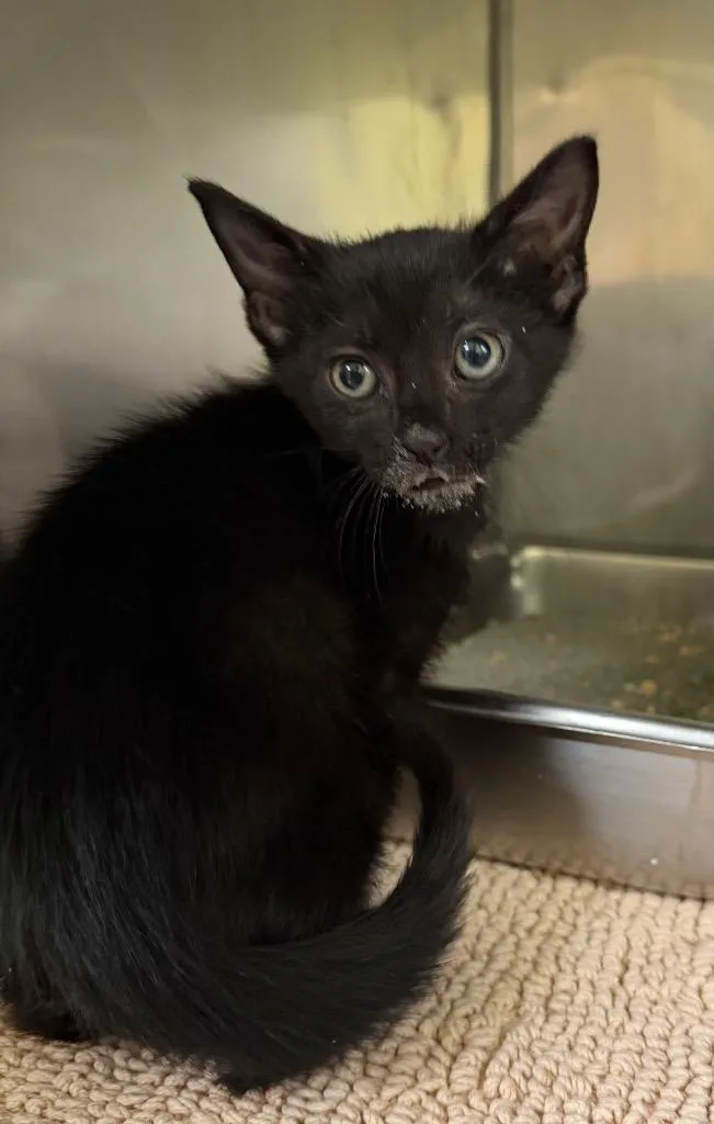 A baby small-sized male Domestic Short Hair cat named Google for adoption in Maumelle, AR