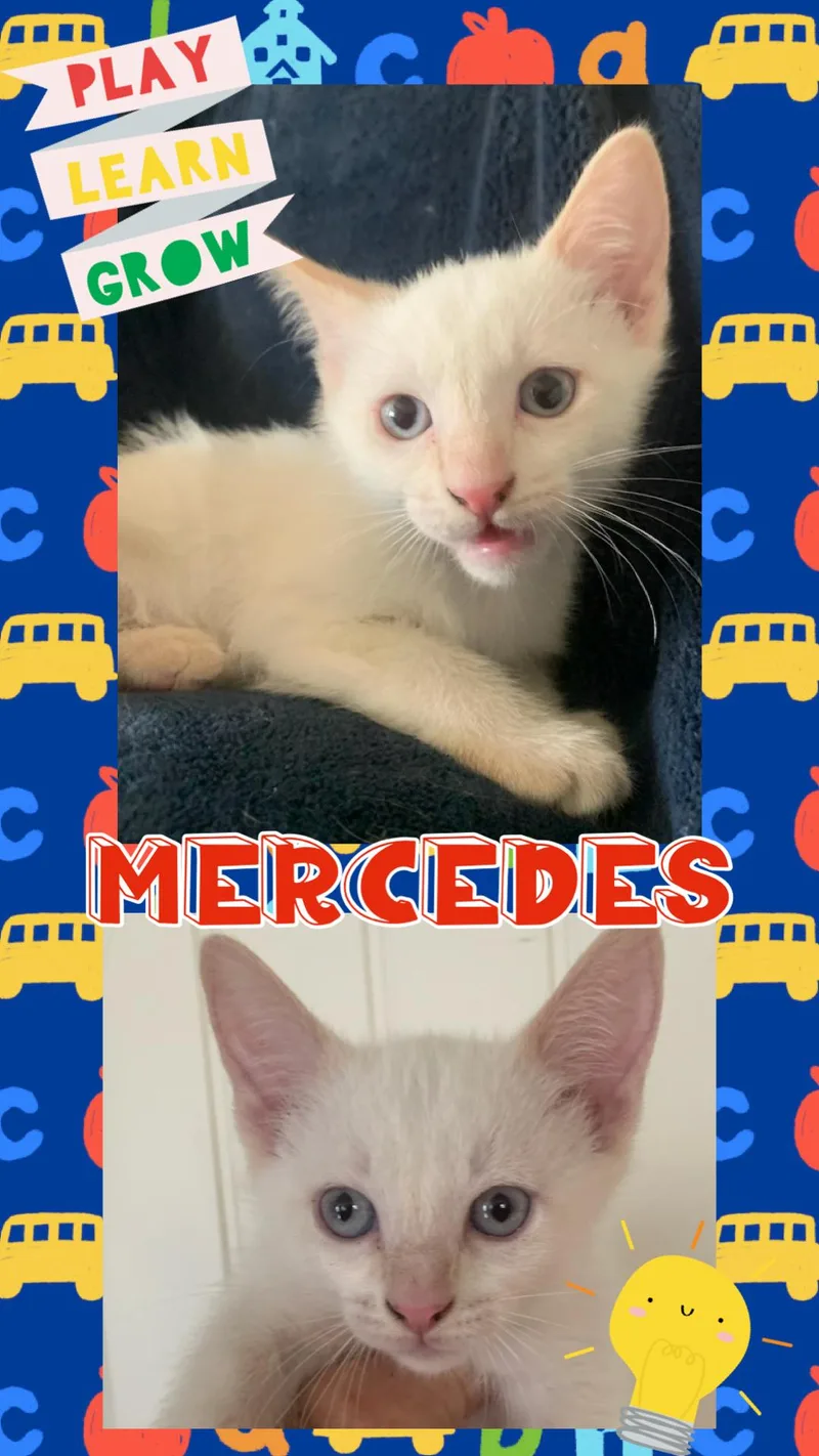 Mercedes