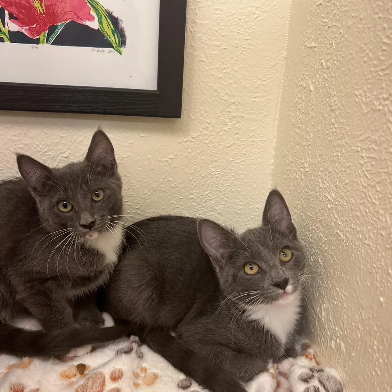 A baby small-sized female Gray & White American Shorthair cat named Dill a loyal for adoption in The Dalles, OR