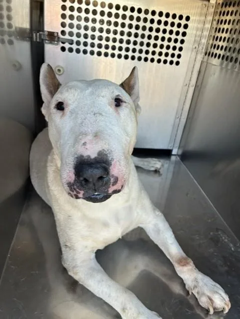 An adult large-sized male Bull Terrier dog named Hoagie for adoption in Phoenix, AZ