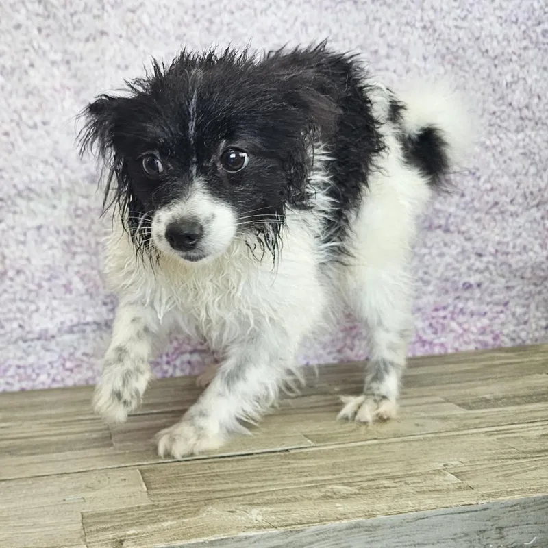 An adult small-sized female White / Cream Pomeranian dog named Oreo for adoption in Normal, IL