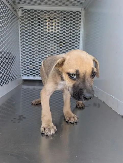 A baby small-sized male Pit Bull Terrier dog named Sonic for adoption in Bakersfield, CA