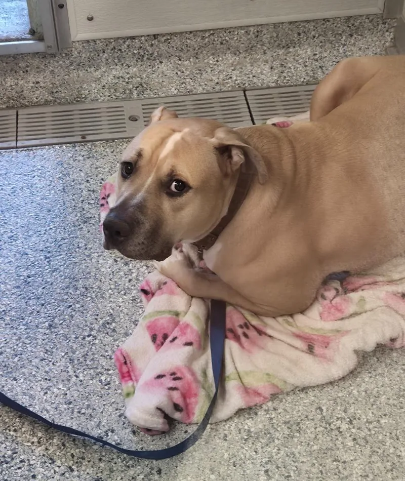 An adult large-sized male Terrier dog named Chez for adoption in Athens, TN