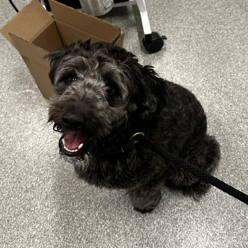 A young small-sized male Black Mixed Breed dog named Mystic for adoption in Hinsdale, IL