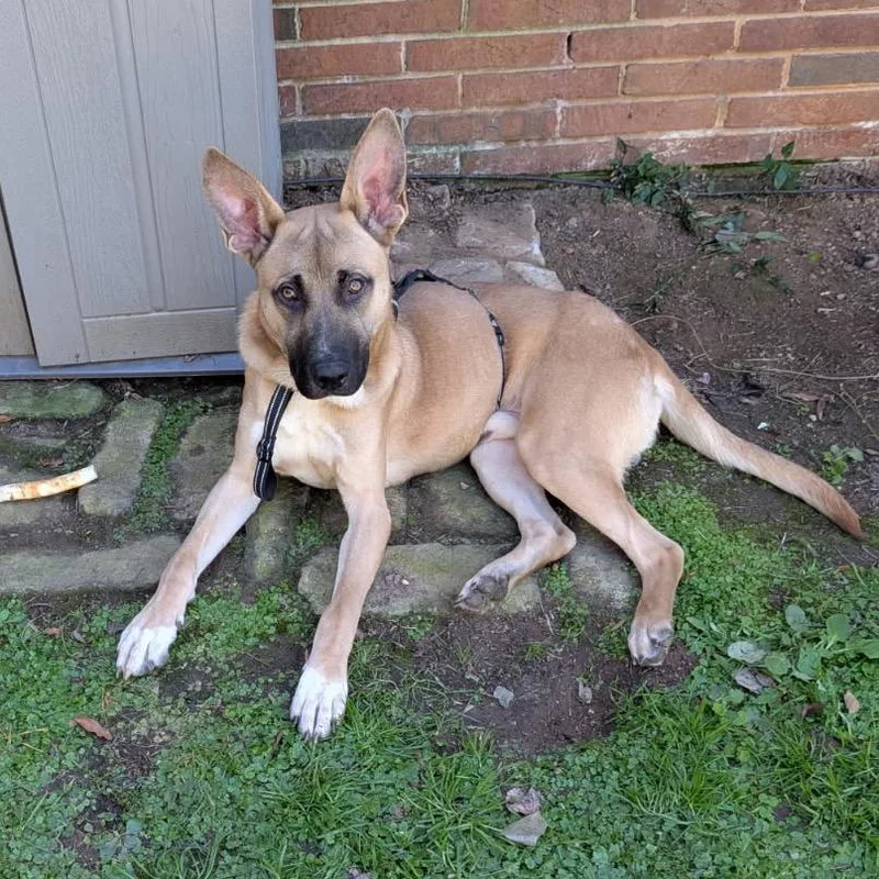 A young large-sized male Brown / Chocolate Shepherd dog named Kronk for adoption in Greensboro, NC