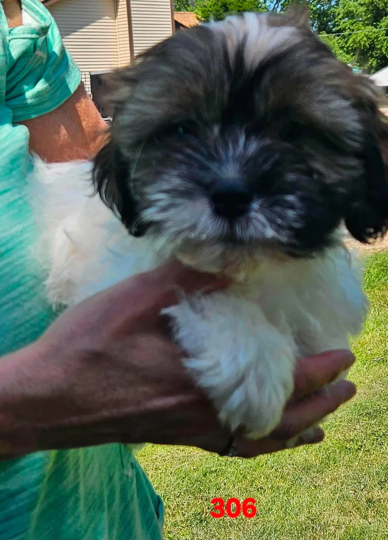 A baby small-sized male Yellow / Tan / Blond / Fawn Shih poo dog named Rudy for adoption in Twin lakes, WI