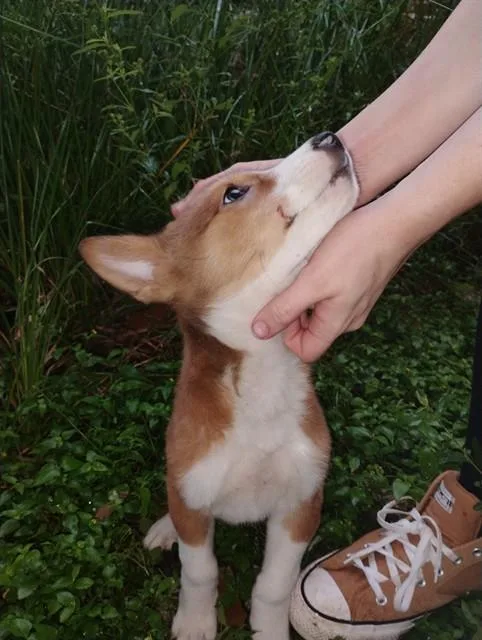 A baby small-sized male Australian Shepherd dog named A for adoption in Conroe, TX