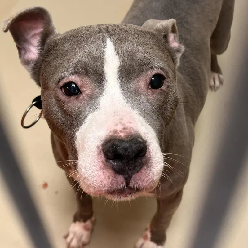 A senior large-sized female Gray / Blue / Silver Pit Bull Terrier dog named Pearl for adoption in Tunkhannock, PA